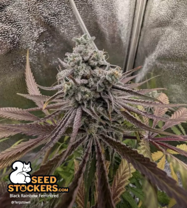 🪴 Black Rainbow© | Semillas de marihuana feminizadas | Compra en Seedstockers.es 🐿️