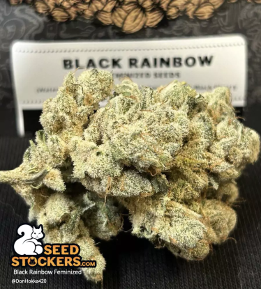 🪴 Black Rainbow© | Semillas de marihuana feminizadas | Compra en Seedstockers.es 🐿️