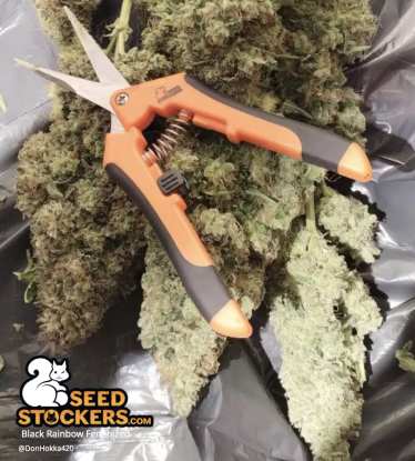 🪴 Black Rainbow© | Semillas de marihuana feminizadas | Compra en Seedstockers.es 🐿️