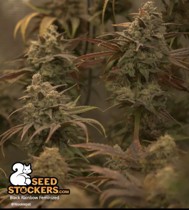 🪴 Black Rainbow© | Semillas de marihuana feminizadas | Compra en Seedstockers.es 🐿️