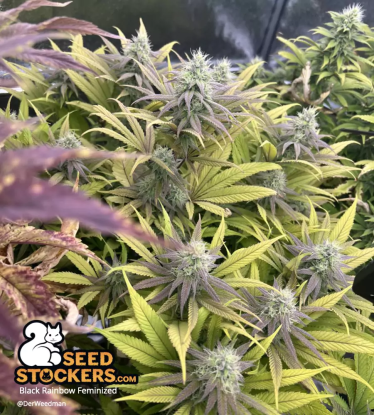 🪴 Black Rainbow© | Semillas de marihuana feminizadas | Compra en Seedstockers.es 🐿️