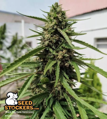 🪴 Black Rainbow© | Semillas de marihuana feminizadas | Compra en Seedstockers.es 🐿️