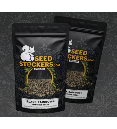 🪴 Black Rainbow© | Semillas de marihuana feminizadas | Compra en Seedstockers.es 🐿️