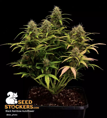 🪴 Black Rainbow© | Semillas de marihuana autoflorecientes | Compra en Seedstockers.es 🐿️