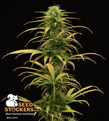🪴 Black Rainbow© | Semillas de marihuana autoflorecientes | Compra en Seedstockers.es 🐿️