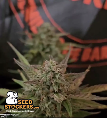🪴 Black Rainbow© | Semillas de marihuana autoflorecientes | Compra en Seedstockers.es 🐿️