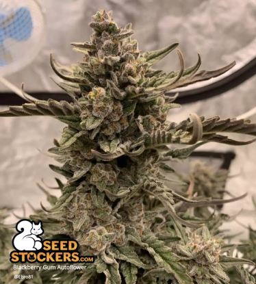 🪴 Blackberry Gum© | Semillas de marihuana autoflorecientes | Compra en Seedstockers.es 🐿️