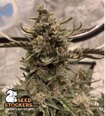 🪴 Blackberry Gum© | Semillas de marihuana autoflorecientes | Compra en Seedstockers.es 🐿️
