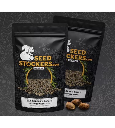 🪴 Blackberry Gum© | Semillas de marihuana autoflorecientes | Compra en Seedstockers.es 🐿️