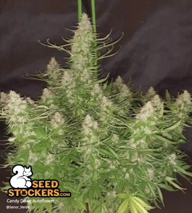 🪴 Candy Dawg© | Semillas de marihuana autoflorecientes | Compra en Seedstockers.es 🐿️