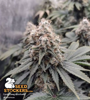 🪴 Candy Dawg© | Semillas de marihuana autoflorecientes | Compra en Seedstockers.es 🐿️