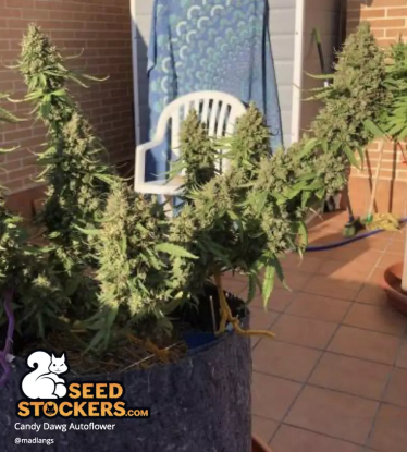 🪴 Candy Dawg© | Semillas de marihuana autoflorecientes | Compra en Seedstockers.es 🐿️