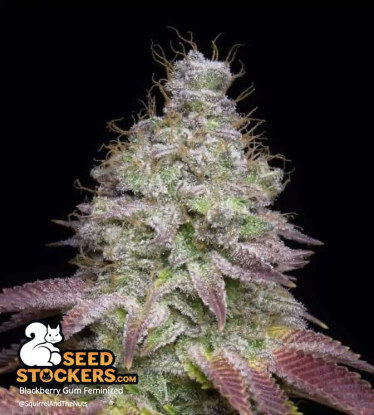 🪴 Blackberry Gum© | Semillas de marihuana feminizadas | Compra en Seedstockers.es 🐿️