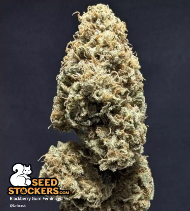 🪴 Blackberry Gum© | Semillas de marihuana feminizadas | Compra en Seedstockers.es 🐿️
