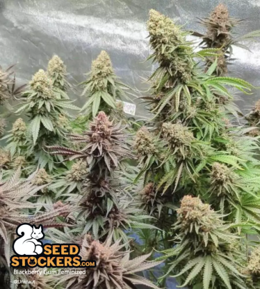 🪴 Blackberry Gum© | Semillas de marihuana feminizadas | Compra en Seedstockers.es 🐿️