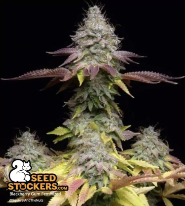 🪴 Blackberry Gum© | Semillas de marihuana feminizadas | Compra en Seedstockers.es 🐿️