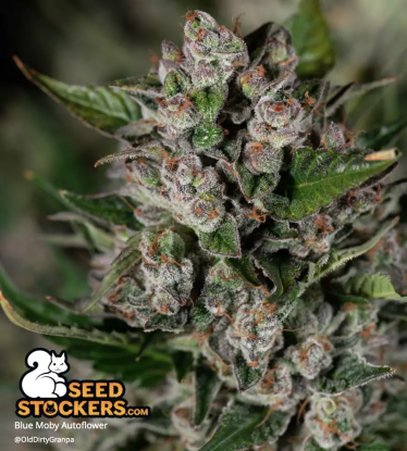 🪴 Blue Moby© | Semillas de marihuana autoflorecientes | Compra en Seedstockers.es 🐿️