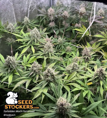 🪴 Forbidden Mochi© | Semillas de marihuana feminizadas | Compra en Seedstockers.es 🐿️