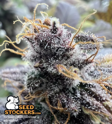 🪴 Forbidden Mochi© | Semillas de marihuana feminizadas | Compra en Seedstockers.es 🐿️