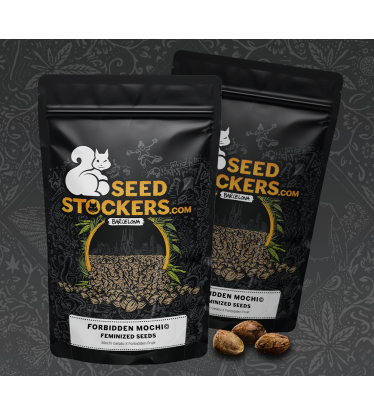 🪴 Forbidden Mochi© | Semillas de marihuana feminizadas | Compra en Seedstockers.es 🐿️