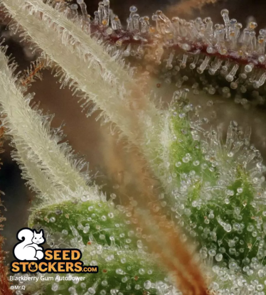 🪴 Blackberry Gum© | Semillas de marihuana autoflorecientes | Compra en Seedstockers.es 🐿️