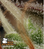 🪴 Blackberry Gum© | Semillas de marihuana autoflorecientes | Compra en Seedstockers.es 🐿️