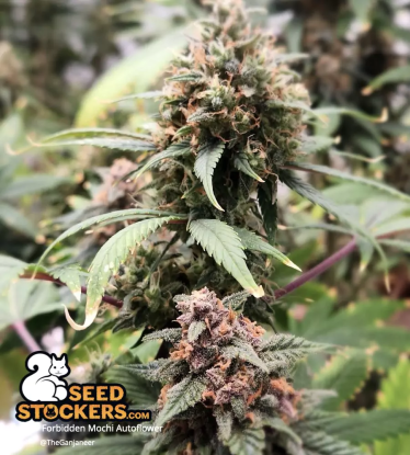 🪴 Forbidden Mochi© | Semillas de marihuana autoflorecientes | Compra en Seedstockers.es 🐿️