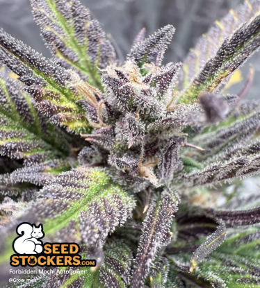 🪴 Forbidden Mochi© | Semillas de marihuana autoflorecientes | Compra en Seedstockers.es 🐿️