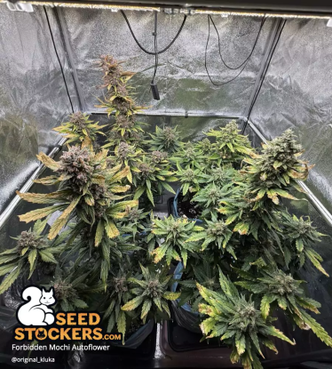 🪴 Forbidden Mochi© | Semillas de marihuana autoflorecientes | Compra en Seedstockers.es 🐿️