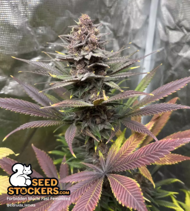 🪴 Forbidden Mochi© Fast | Semillas de marihuana feminizadas | Compra en Seedstockers.es 🐿️