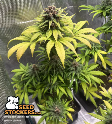 🪴 Forbidden Mochi© Fast | Semillas de marihuana feminizadas | Compra en Seedstockers.es 🐿️