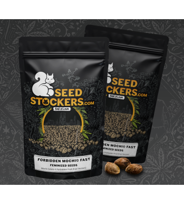 🪴 Forbidden Mochi© Fast | Semillas de marihuana feminizadas | Compra en Seedstockers.es 🐿️