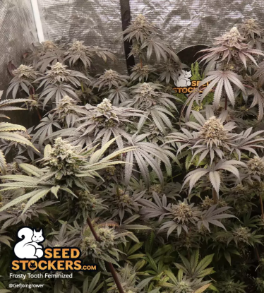 🪴 Frosty Tooth© | Semillas de marihuana feminizadas | Compra en Seedstockers.es 🐿️
