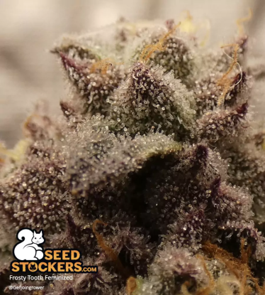 🪴 Frosty Tooth© | Semillas de marihuana feminizadas | Compra en Seedstockers.es 🐿️