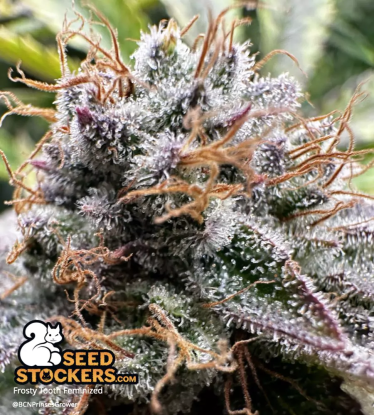 🪴 Frosty Tooth© | Semillas de marihuana feminizadas | Compra en Seedstockers.es 🐿️