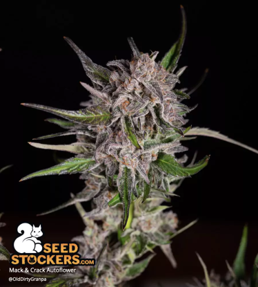 🪴 Mack and Crack© | Semillas de marihuana autoflorecientes | Compra en Seedstockers.es 🐿️