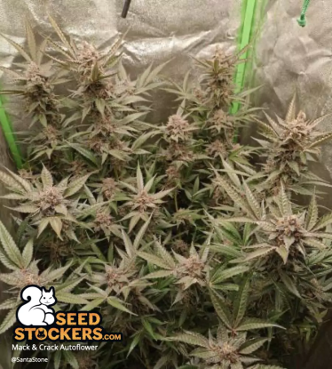 🪴 Mack and Crack© | Semillas de marihuana autoflorecientes | Compra en Seedstockers.es 🐿️