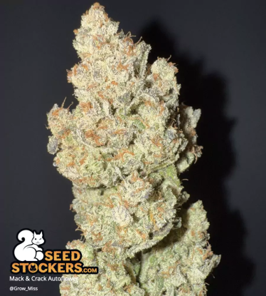 🪴 Mack and Crack© | Semillas de marihuana autoflorecientes | Compra en Seedstockers.es 🐿️