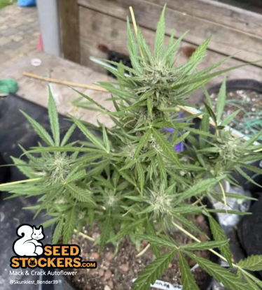 🪴 Mack and Crack© | Semillas de marihuana autoflorecientes | Compra en Seedstockers.es 🐿️