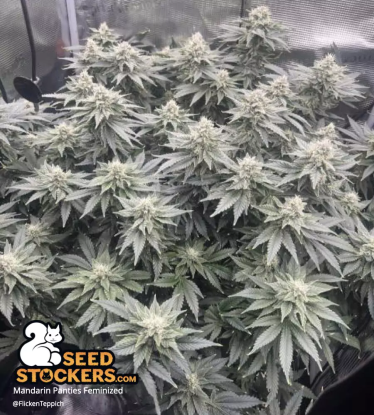 🪴 Mandarin Panties© | Semillas de marihuana feminizadas | Compra en Seedstockers.es 🐿️