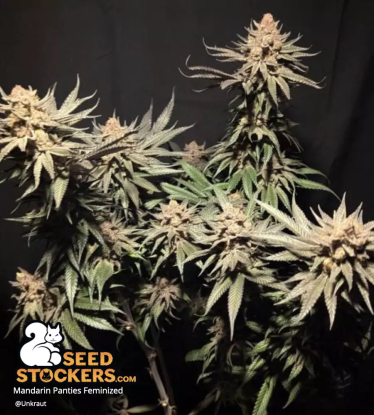 🪴 Mandarin Panties© | Semillas de marihuana feminizadas | Compra en Seedstockers.es 🐿️