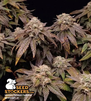 🪴 Mandarin Panties© | Semillas de marihuana feminizadas | Compra en Seedstockers.es 🐿️