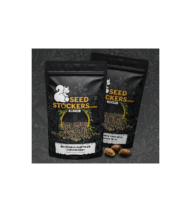 🪴 Mandarin Panties© | Semillas de marihuana feminizadas | Compra en Seedstockers.es 🐿️
