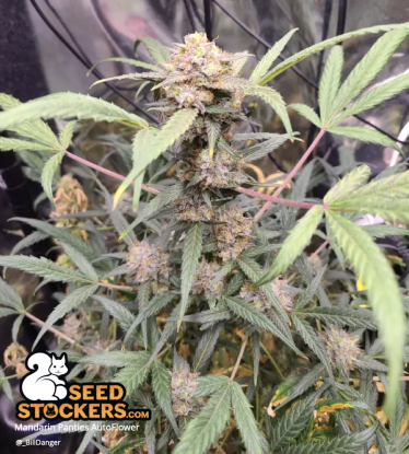🪴 Mandarin Panties© | Semillas de marihuana autoflorecientes | Compra en Seedstockers.es 🐿️