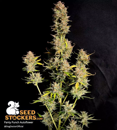 🪴 Panty Punch© | Semillas de marihuana autoflorecientes | Compra en Seedstockers.es 🐿️