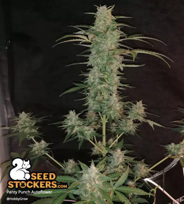 🪴 Panty Punch© | Semillas de marihuana autoflorecientes | Compra en Seedstockers.es 🐿️