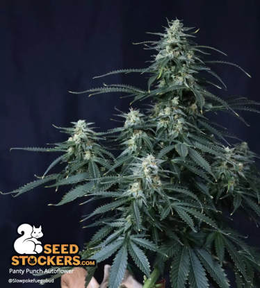 🪴 Panty Punch© | Semillas de marihuana autoflorecientes | Compra en Seedstockers.es 🐿️
