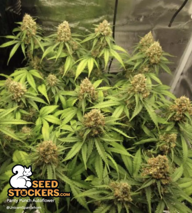 🪴 Panty Punch© | Semillas de marihuana autoflorecientes | Compra en Seedstockers.es 🐿️