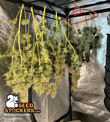 🪴 Panty Punch© | Semillas de marihuana autoflorecientes | Compra en Seedstockers.es 🐿️