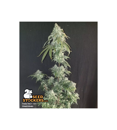 🪴 Frosty Tooth© | Semillas de marihuana feminizadas | Compra en Seedstockers.es 🐿️